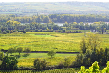 Felder und Bäume im Herbst in Geisenheim im Rheingau am Rhein in Hessen Deutschland 