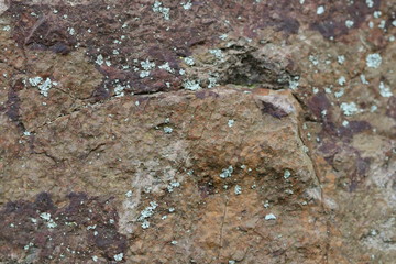 Texture roche marron brun avec mousse et lichen 