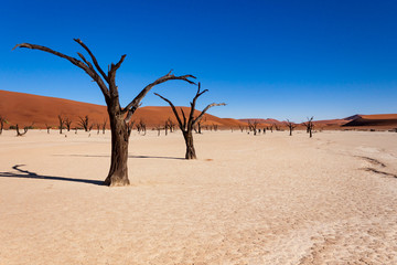 Dead trees in the Sossusvlei valley, Namibia