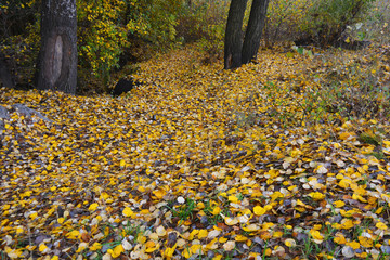 Bright juicy yellow poplar leaves lie on the ground, autumn landscape.