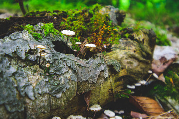 Naklejka na ściany i meble mushroom on log with moss