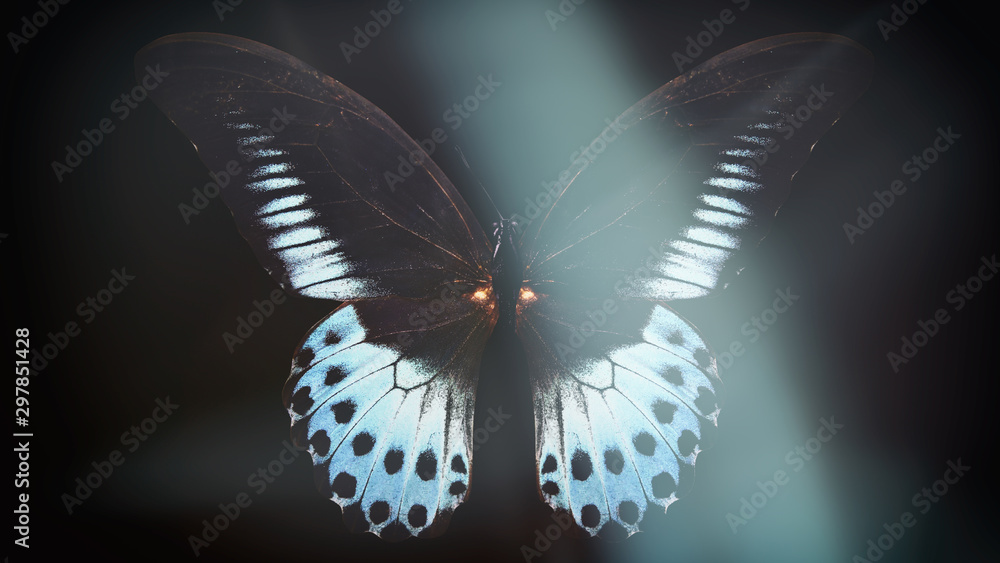 Poster colored butterfly on a black background with a beautiful glow.