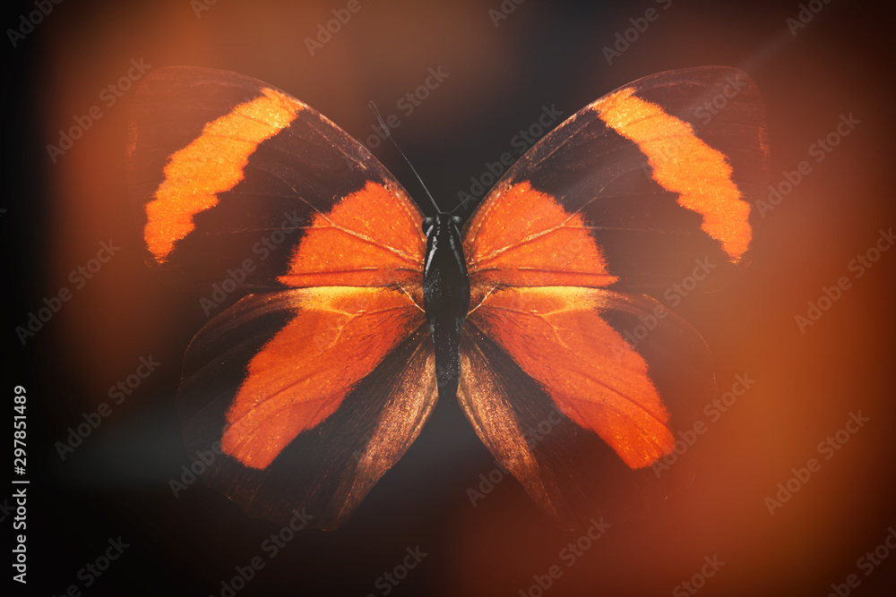 Poster colored butterfly on a black background with a beautiful glow.