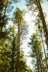 Fototapeta premium trees in the forest