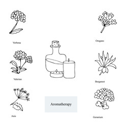 Hand drawn plants for aromatherapy with candles and bootle of oil. Sketch collection for Alternative medicine. Vector illustration.