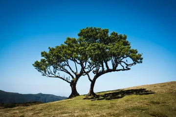 Alter Zedernbaum Fanal-Wald mit Kopierraum an einem sonnigen Tag. © tibor13