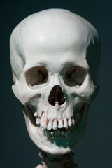 Fototapeta premium human skull