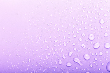 Drops of water on a color background. Selective focus. Purple. Toned