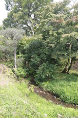 Japanese garden, Tokyo, Japan