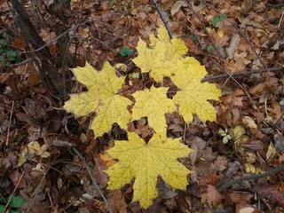 Forest.autumn.tree.nature.landscape.trees.