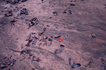 Dry leaves on stone,Texture with dried leafs,Fallen autumn leaves