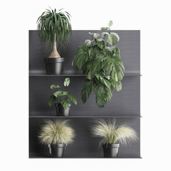 decorative shelves with potted plants