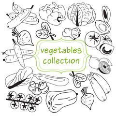 collection of doodle organic vegetables elements