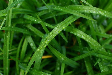 Deep green daylily leaves in a garden, covered in rain droplets