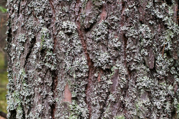 bark tree texture,