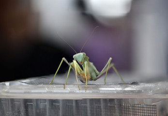Amazing Mantis Aliens