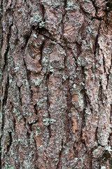 bark tree texture,