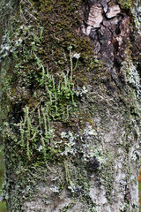 bark tree texture,
