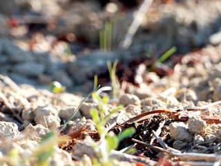 Travail du sol plantation vigne