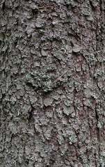bark tree