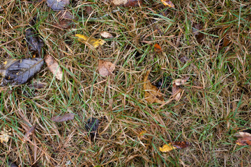 autumn leaves on grass