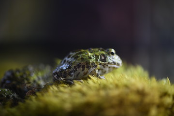 beautiful tropical frogs