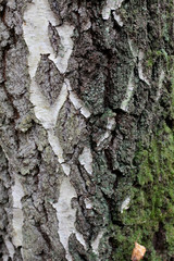 tree bark