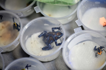 beautiful tropical frogs