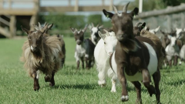 Beautiful and funny 60fps slow motion shot of Pygmy goats running on a sunny day
