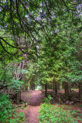 path in forest