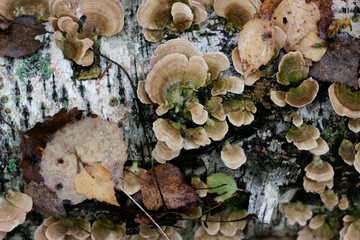 mushrooms in forest