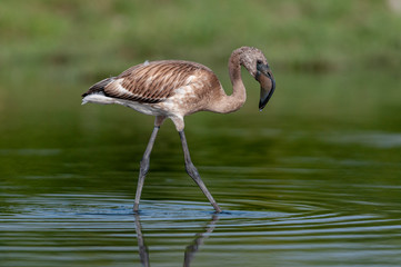 Juvenile Greater flamingo seen at Jamnagar,Gujarat,India