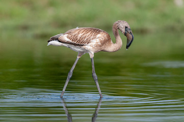 Juvenile Greater flamingo seen at Jamnagar,Gujarat,India