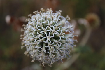 round flower