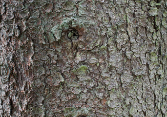 bark of a tree