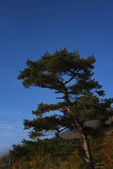 Ein Baum