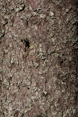 texture of bark of a tree