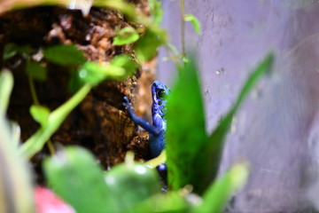 beautiful tropical frogs