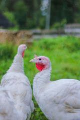 turkeys on the farm. two white young turkeys walking in the yard in the summer