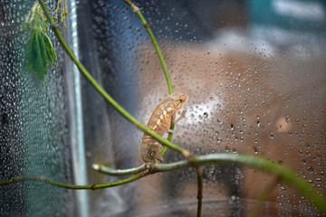 wonderful world of reptiles