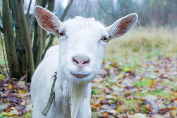 white goat with a beard on a walk