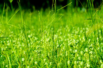 Close up of grass peaks and green grass flowers toward a blurred background and a black background image.
