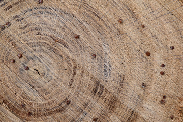Текстура спила дерева, светло коричневого цвета. Сердцевина располагается с боку в углу.