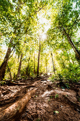 local adventure travel activity from beautiful tropical forest with sunlight on ground in the mountain from summer to autumn season travel
