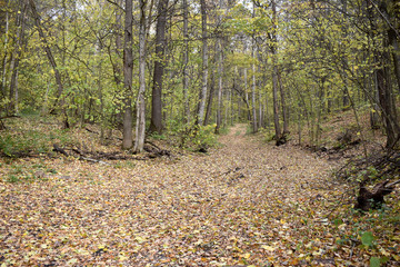 Дорога в осеннем лесу, усыпанная опавшей листвой.