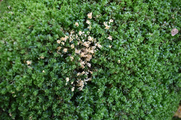 Green moss background, close-up. Фон зеленого мха, крупным планом