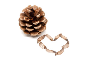 Pine cone with heart-shaped seeds around it isolated on white background