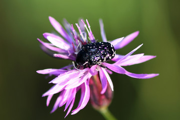 macrocosm of insects