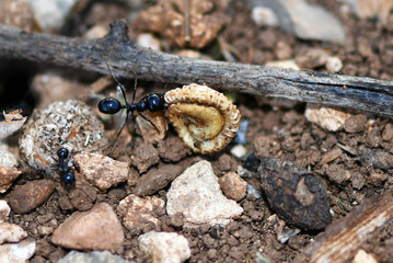 macrocosm of insects