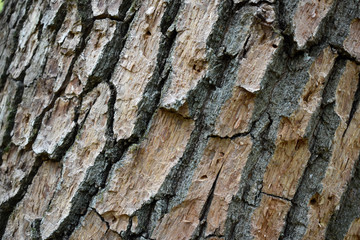 A very rough bark of an old oak tree, close-up, cracked located diagonally
